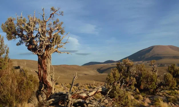 Los cinco arbolitos centenarios de los Andes que funcionan como un radar climático planetario