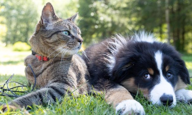 ¿Team perro o team gato? La encuesta masiva que realizan estudiantes y docentes de la UNLP