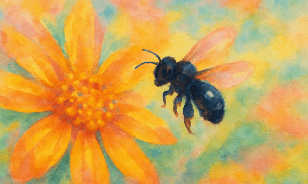 Quella: la abeja nativa de millones de años